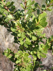 Searsia crenata