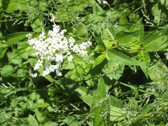 Koenigia alpina
