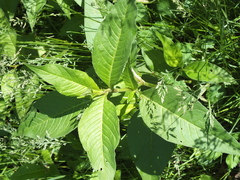 Koenigia alpina