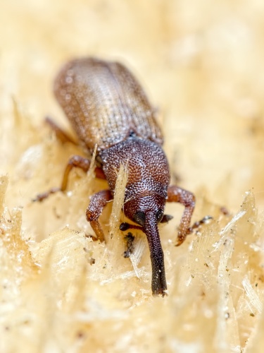 Magdalis Rufa Magdalis rufa · iNaturalist