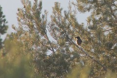 Aphelocoma woodhouseii