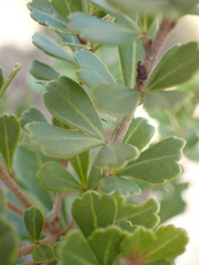 Searsia crenata
