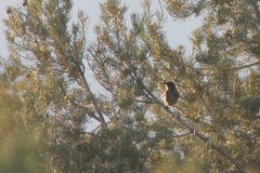 Aphelocoma woodhouseii