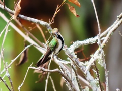 Anthracothorax nigricollis