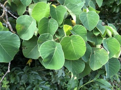 Homalanthus fastuosus