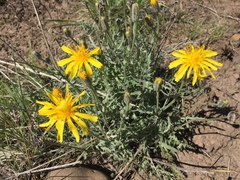 Crepis modocensis