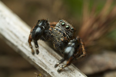 Habronattus oregonensis