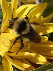 Bombus insularis