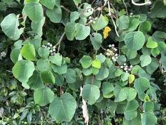 Homalanthus fastuosus