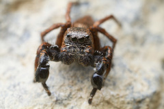 Habronattus oregonensis