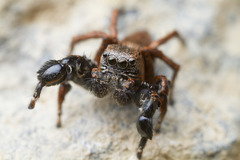Habronattus oregonensis