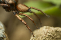 Habronattus oregonensis