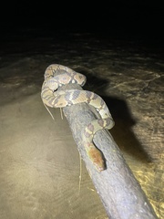 Trimerodytes aequifasciatus