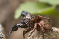 Habronattus oregonensis