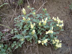 Scutellaria caucasica