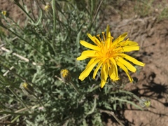 Crepis modocensis