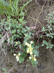 Scutellaria caucasica