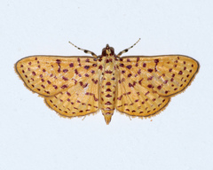 Polygrammodes eleuata