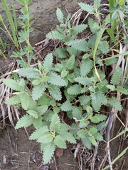 Scutellaria caucasica