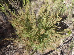Erica leucopelta
