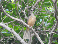 Chlamydera cerviniventris