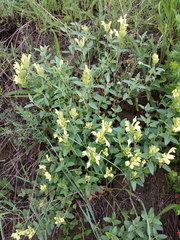 Scutellaria caucasica