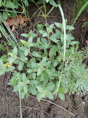 Scutellaria caucasica