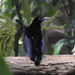 Magnificent Riflebird - Photo (c) Marie Tarrant, some rights reserved (CC BY-NC), uploaded by Marie Tarrant