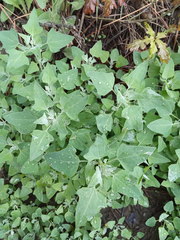Chenopodium sosnowskyi