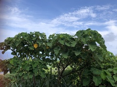 Homalanthus fastuosus