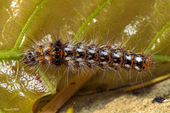 Acronicta rumicis