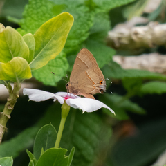 Arzecla tucumanensis