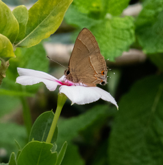 Arzecla tucumanensis