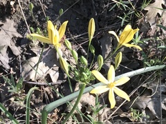 Triteleia ixioides