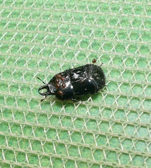 Hololepta