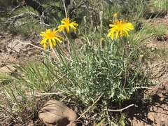 Crepis modocensis