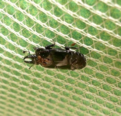 Hololepta
