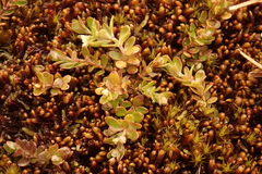 Galium antarcticum