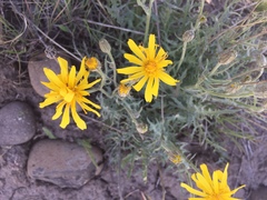 Crepis modocensis