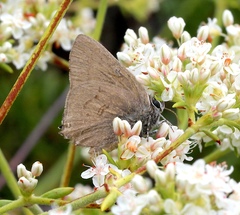 Satyrium auretorum