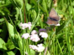 Lycaena tityrus subalpina