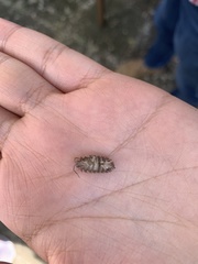 Porcellio scaber