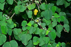 Homalanthus fastuosus