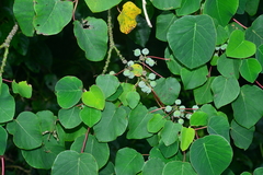 Homalanthus fastuosus