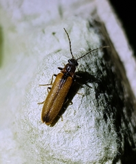Denticollis linearis