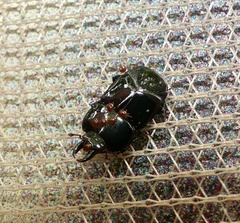 Hololepta