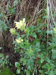 Scutellaria caucasica