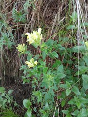 Scutellaria caucasica