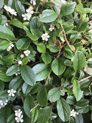 Cotoneaster dammeri