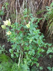 Scutellaria caucasica